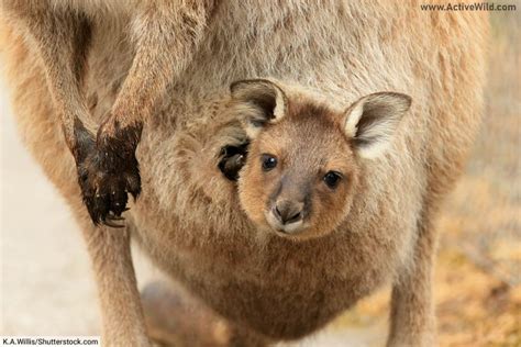 marsupial pouch.